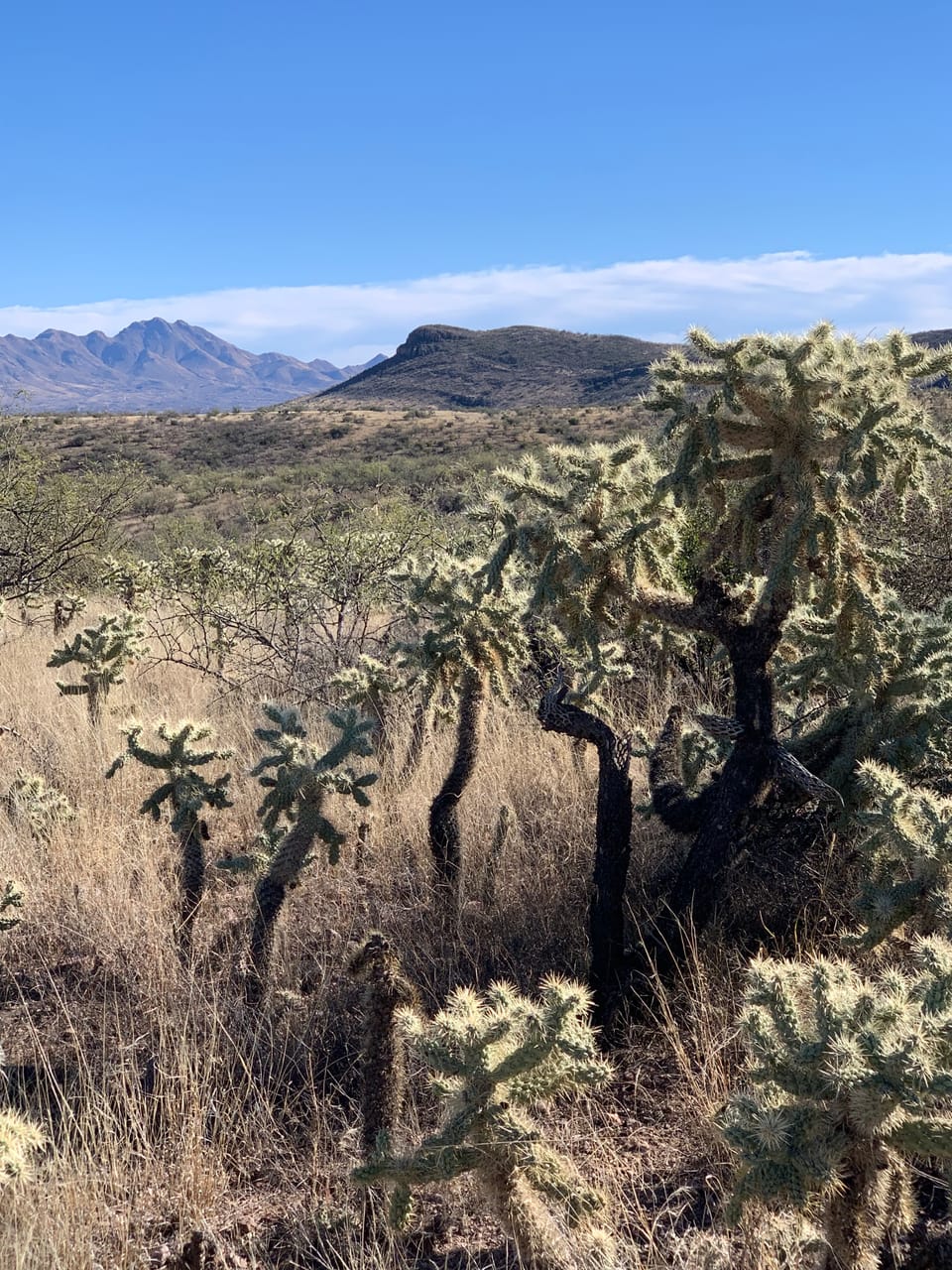 Thanksgiving in the Desert